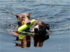 Canine Magic Dob Obedience Training, Massachusetts