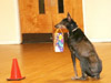 Canine Magic Dog Training Billerica, Massachusetts