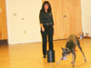 Canine Magic Dog Training Billerica, Massachusetts