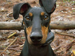 Doulames Manchester Terrier Rocky